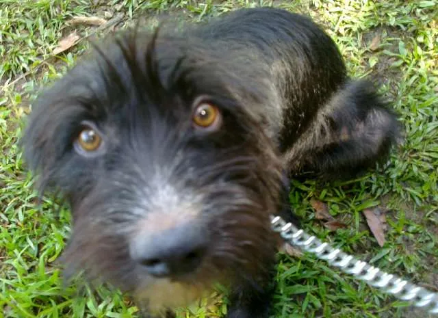 Cachorro ra a SRD idade 1 ano nome Bóris