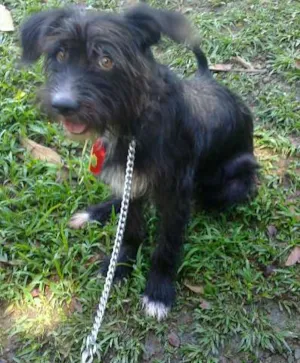 Cachorro raça SRD idade 1 ano nome Bóris