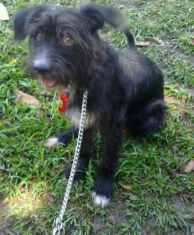 Cachorro ra a SRD idade 1 ano nome Bóris