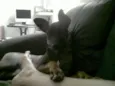 MEL
