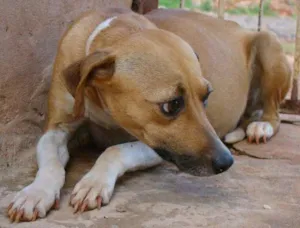 Cachorro raça SRD idade 2 anos nome Meiga Gravidinha
