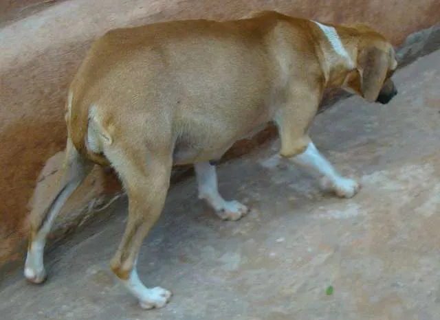 Cachorro ra a SRD idade 2 anos nome Meiga Gravidinha