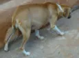 Meiga Gravidinha