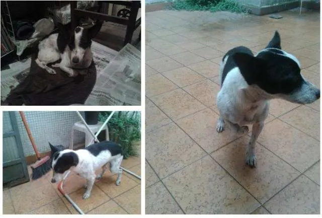 Cachorro ra a mistura fox-paulistinha idade 3 anos nome zeca