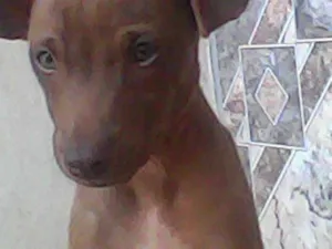 Cachorro raça Paulistinha idade 2 a 6 meses nome choco