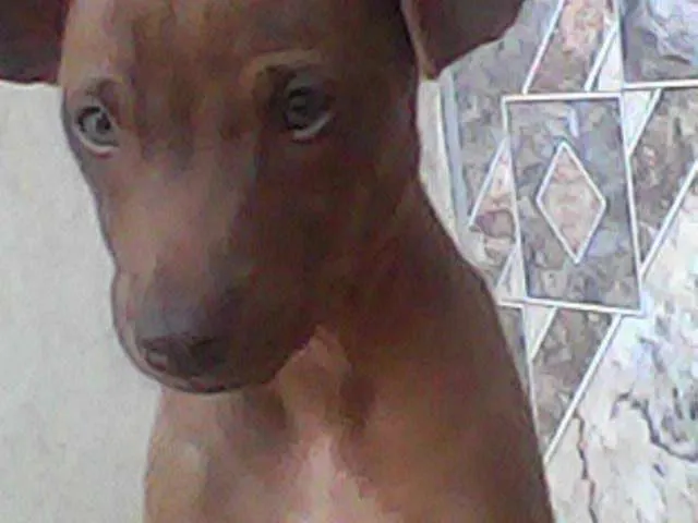 Cachorro ra a Paulistinha idade 2 a 6 meses nome choco