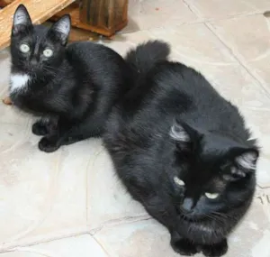Gato raça SRD idade 2 a 6 meses nome Vick e Vickinha
