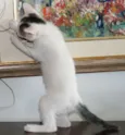 Branca