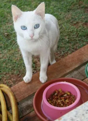 Gato raça SRD idade 1 ano nome Branca