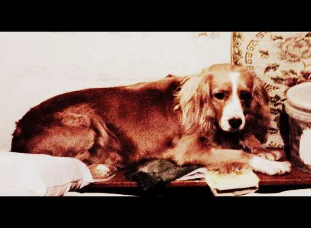 Cachorro ra a Coocker idade 2 anos nome Lica