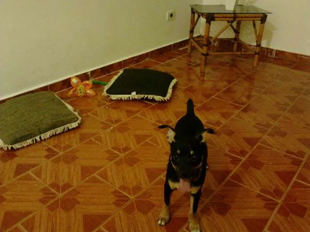 Cachorro ra a SRD idade 7 a 11 meses nome DOLCCI GRATIFICA