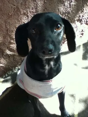 Cachorro ra a MIX idade  nome ENCONTRADO