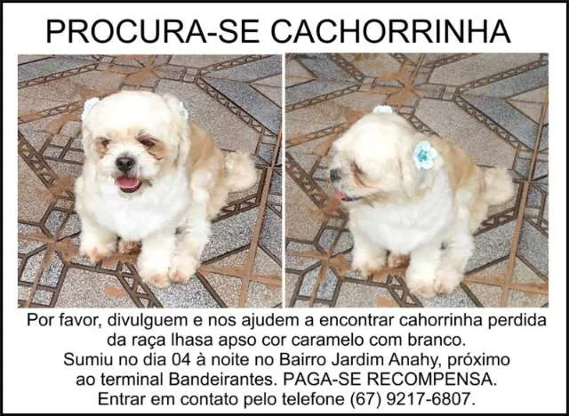 Cachorro ra a Lhasa Apso idade  nome Belinha GRATIFICA