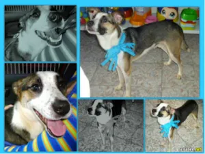 Cachorro raça SRD idade 1 ano nome JUJUBA