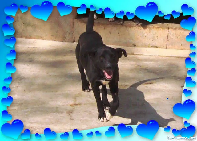 Cachorro ra a SRD idade 2 anos nome AROS