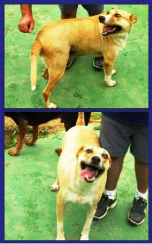 Cachorro ra a SRD idade 3 anos nome LUCKY