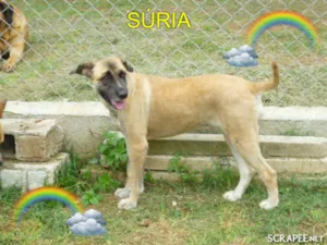 Cachorro raça SRD idade 3 anos nome SÚRIA