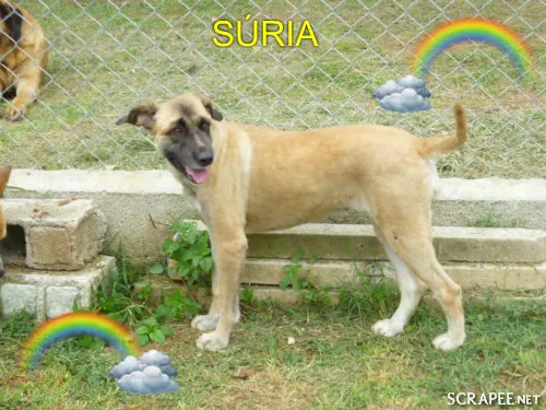 Cachorro ra a SRD idade 3 anos nome SÚRIA