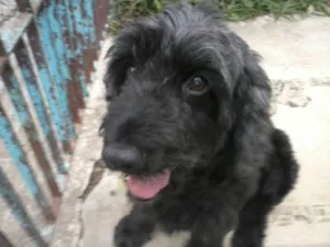 Cachorro raça Cocker idade 3 anos nome Alfredo