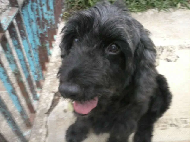 Cachorro ra a Cocker idade 3 anos nome Alfredo