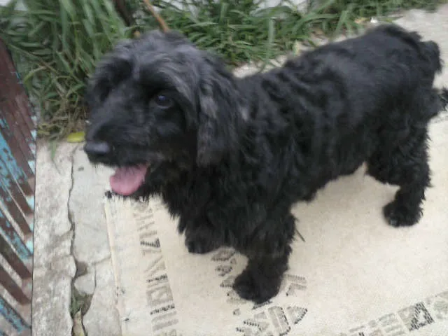 Cachorro ra a Cocker idade 3 anos nome Alfredo