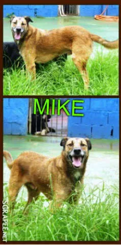 Cachorro raça SRD idade 2 anos nome MIKE