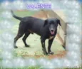 VALENTE
