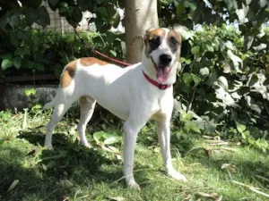 Cachorro raça SRD idade 1 ano nome Iago