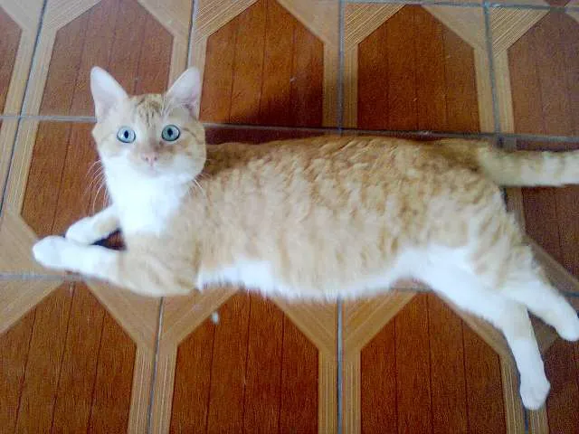 Gato ra a SRD idade 1 ano nome TEO
