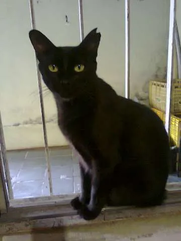 Gato ra a SRD idade 2 anos nome TIZIU
