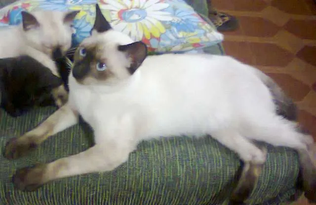 Gato ra a SRD idade 7 a 11 meses nome ROMEU