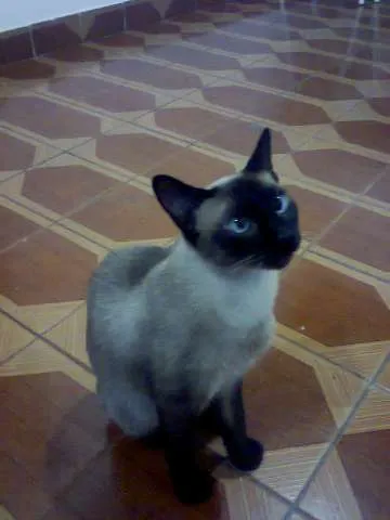 Gato ra a SRD idade 2 anos nome FLOR