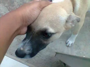 Cachorro raça Vira-latas idade 2 a 6 meses nome Mascote