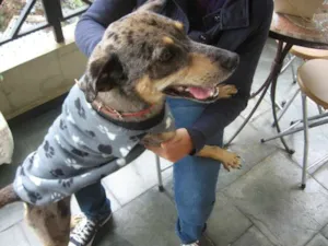 Cachorro raça SRD idade 1 ano nome Pebinha