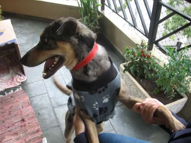 Cachorro ra a SRD idade 1 ano nome Pebinha