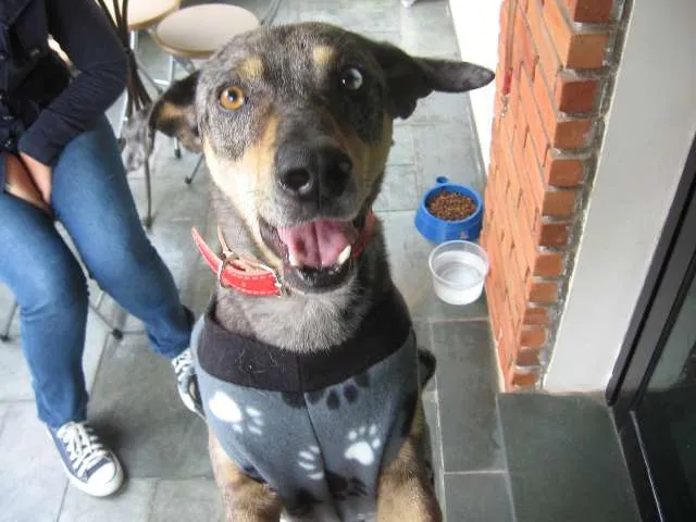 Cachorro ra a SRD idade 1 ano nome Pebinha