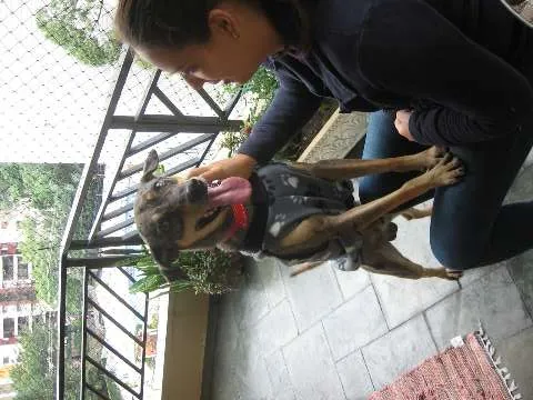 Cachorro ra a SRD idade 1 ano nome Pebinha