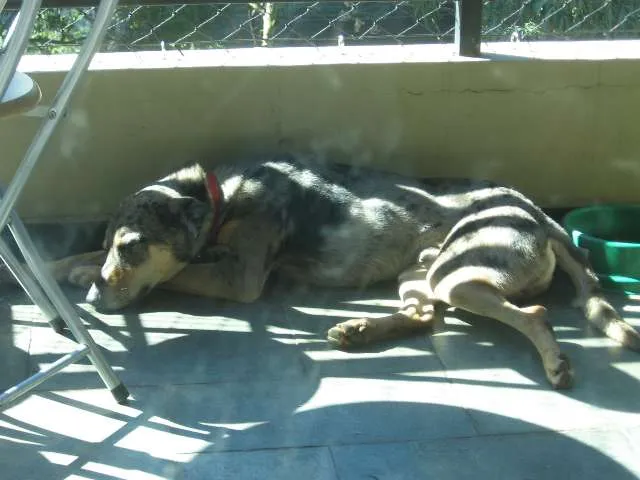 Cachorro ra a SRD idade 1 ano nome Pebinha