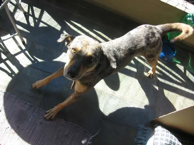 Cachorro ra a SRD idade 1 ano nome Pebinha