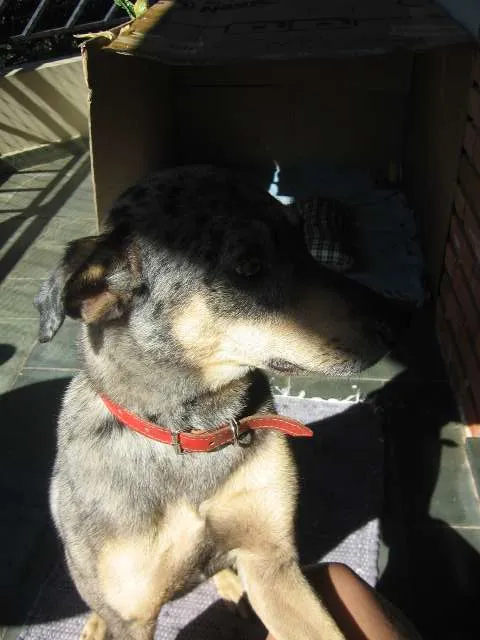 Cachorro ra a SRD idade 1 ano nome Pebinha