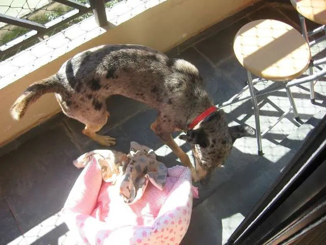 Cachorro ra a SRD idade 1 ano nome Pebinha