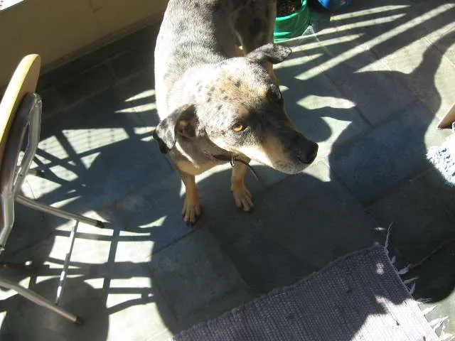 Cachorro ra a SRD idade 1 ano nome Pebinha