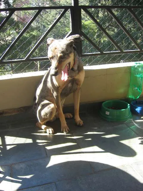Cachorro ra a SRD idade 1 ano nome Pebinha