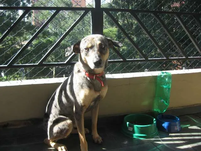 Cachorro ra a SRD idade 1 ano nome Pebinha