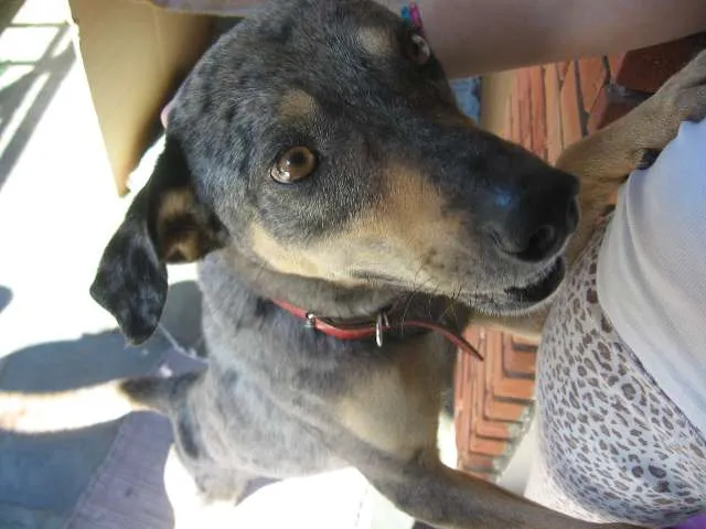 Cachorro ra a SRD idade 1 ano nome Pebinha