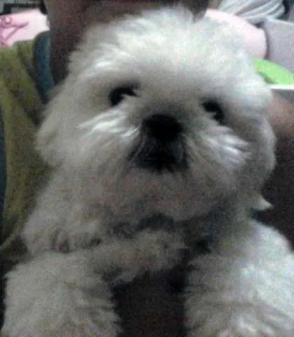 Cachorro ra a Lhasa Apso idade 2 anos nome BELINHA GRATIFICA