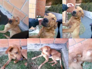 Cachorro raça Vira-lata idade 3 anos nome Não definido