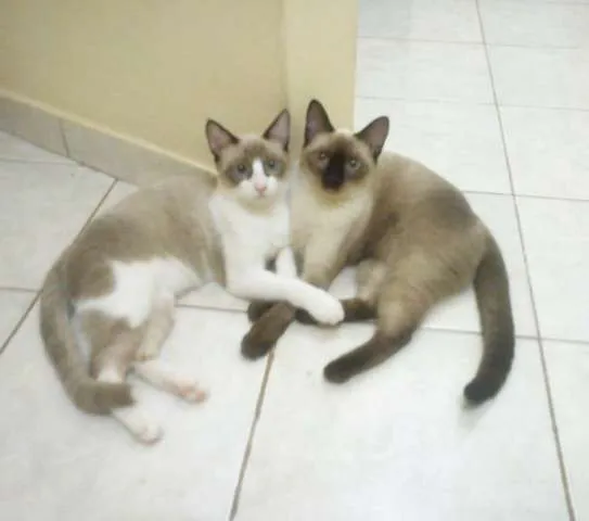 Gato ra a siamês/srd idade 1 ano nome Mila e Dex