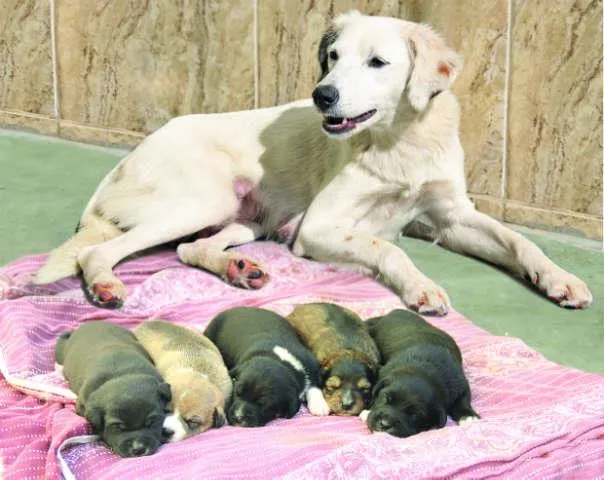 Cachorro ra a SRD idade Abaixo de 2 meses nome Pricesa
