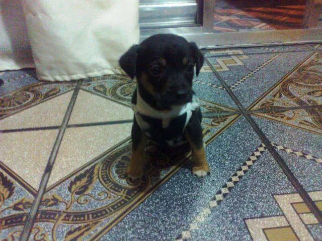 Cachorro ra a Indefinida idade 2 a 6 meses nome Mickey